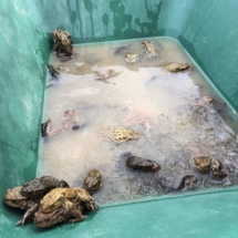 12960108_265670833768616_288423482_n 12960108_265670833768616_288423482_n