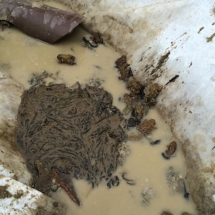 13108564_558840714290466_143351878_n 13108564_558840714290466_143351878_n